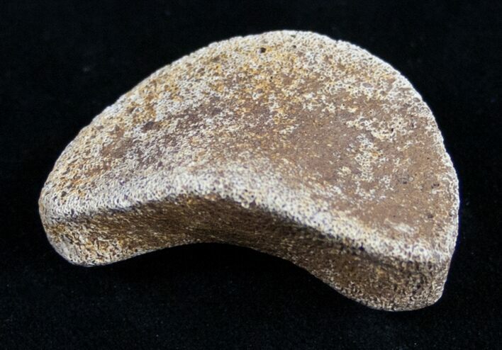 Small Edmontosaurus Toe Bone - Montana #9945